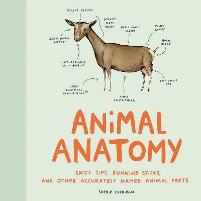 Animal Anatomy - by  Sophie Corrigan (Hardcover)