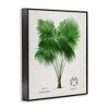 Stupell Industries Vintage Fan Palm Plant Framed Giclee Art - 2 of 4