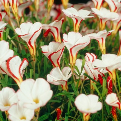 Oxalis Versicolor Set of 10 Bulbs - White/Red - Van Zyverden