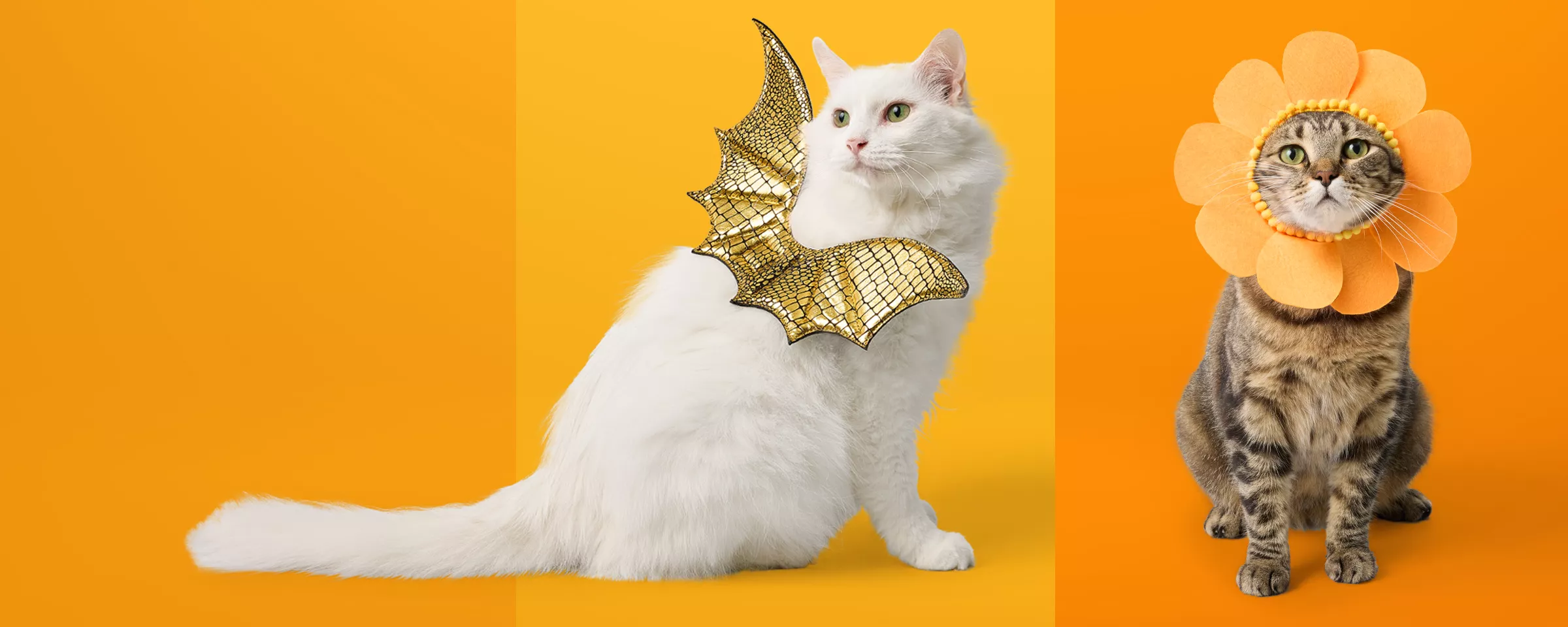 Cat Supplies : Target