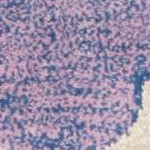lavander/ivory