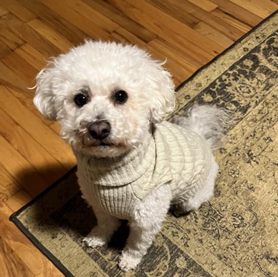 Pet Life Butterfly Stitched Heavy Cable Knitted Fashion Turtle Neck Dog Sweater - Grey - Large