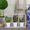 Northlight 10.75" Artificial Mixed Potted Succulents in Wooden Box - 2 of 4