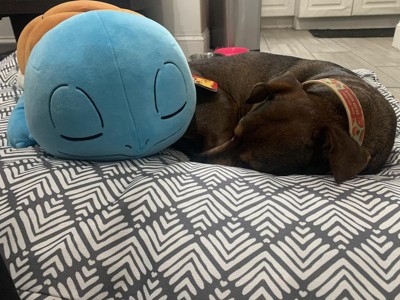 Pokemon - Squirtle Cushion – Superplay