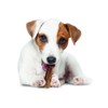 Nylabone Healthy Edibles Dog Chews - Bacon Flavor- 8 Chews - 2 of 3
