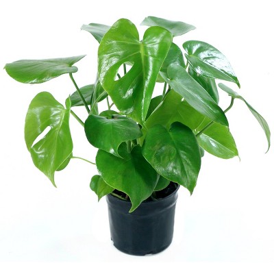 10" Monstera Swiss Cheese Plant - National Plant Network