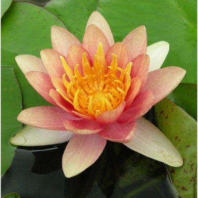 Van Zyverden Premium Series Water Lily Sioux Kit