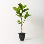 39" Faux Audrey Ficus Tree - Hearth & Hand™ with Magnolia
