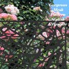 NicBex Metal Privacy Screens Room Divider with Free Standing, Divider for Room Separation, for Balcony Patio Garden, Home & Office - 2 of 4