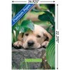 Trends International Keith Kimberlin - Puppy - Lazy Days Unframed Wall Poster Prints - 3 of 4