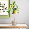 Melrose Potted Lemon Tree (Set of 2) - 3 of 3