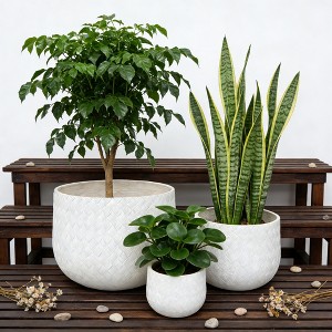 air plant hangers Large Wave Air Plant Hanger, Wave Air Plant Holder, Air Plant Display, main image 0