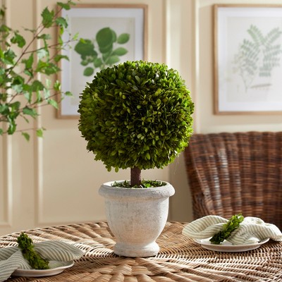 Preserved Boxwood Topiary in White Ceramic Pot
