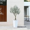 Kazeila UV Resistant Fake Olive Tree with White Tall Planter, Big Artificial Olive trees with three branches for Indoor Outdoor Office House Decor - image 2 of 4