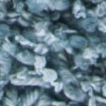 aqua