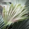 Sullivans Artificial 4' Oversized Dusty Palm Spray, Green - 2 of 2