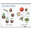 Learning Resources Giant Magnetic Plant Life Cycle - 2 of 4