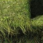 clear push pins bundle