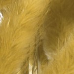 ginger yellow