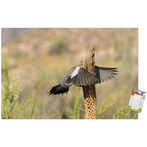 Trends International The Comedy Wildlife Photography Awards: Wendy Kaveney - That Wasn't Here Yesterday Unframed Wall Poster Prints - 1 of 4