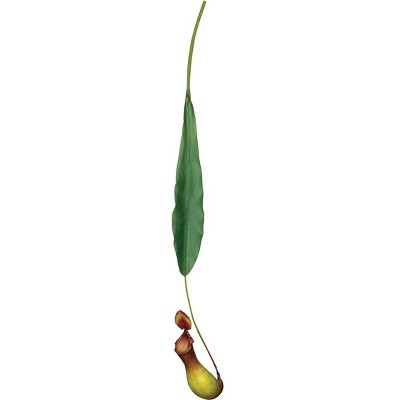 Sullivans Pitcher Plant 30"H Red