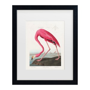 Trademark Fine Art - Pictufy  Pink Flamingo From Birds of America 1827 Matted Framed Art - 1 of 4