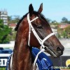 Breyer Traditional Winx Australian Racehorse 1:9 Scale Model Horse - 3 of 3