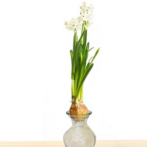 Van Zyverden Narcissus White Flower Bulb with Clear Artisan Glass - 1 of 3