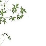 walnut（1 drawer）