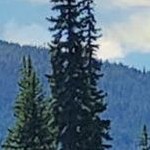 dappled light bronze narrow