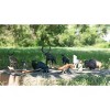 Kaplan Early Learning North American Wildlife - Set of 13 - 2 of 4