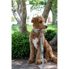 Country Brook Petz Deluxe Dog Collar - Sports and Athletics Collection - Made In The U.S.A. - 3 of 4