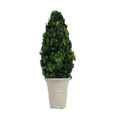 Elegant 17'' Preserved Boxwood Cone Topiary in Distressed Clay Pot