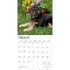 BrownTrout German Shepherd Puppies 2026 12"x24" Hanging Square Wall Calendar Plastic-Free - 3 of 4