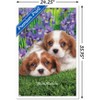 Trends International Keith Kimberlin - Cavalier King Charles Puppies Framed Wall Poster Prints - 3 of 4