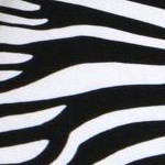 black white zebra