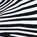 black white zebra