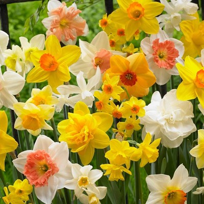 Set of 50 Daffodils Bulbs Kitchen Sink Mixture - Van Zyverden