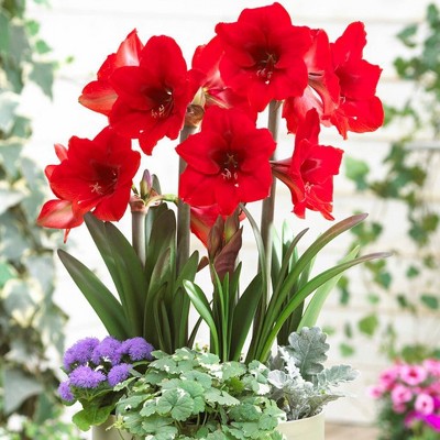 Multiflowering Amaryllis Rapido Set - Van Zyverden