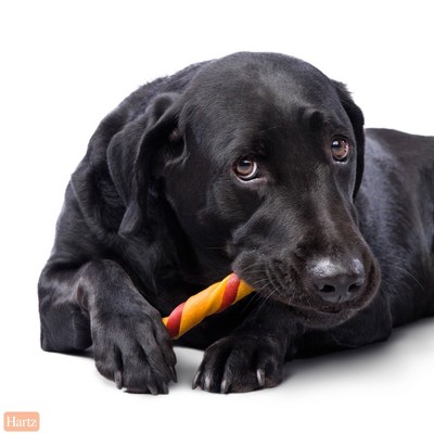 Hartz Oinkies Bacon Wrapped Pork Skin Twist Jerky Chews Dog Treats