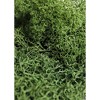 SuperMoss Preserved Reindeer Moss, Forest, 8oz bag (200 cubic inch) - 4 of 4