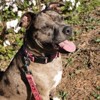 Country Brook Petz HossFit Jr Wide Deluxe Dog Collar - Country and Western Collection - 2 of 4