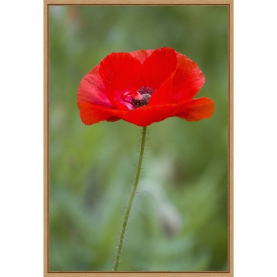 16" x 23" Poppy Flower by Richard and Susan Day Danita Delimont Framed Canvas Wall Art Red - Amanti Art