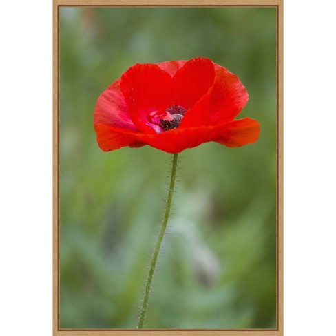 Poppies Flowers FLORAL  Canvas Print Framed Photo Picture Wall Artwork WA 