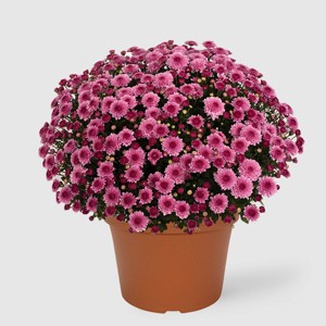12" Garden Mum Plant - Good Little Garden™ - 1 of 4
