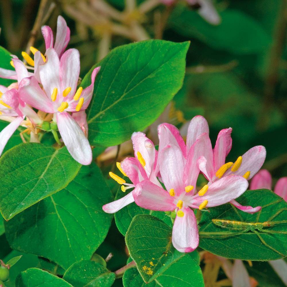 Van Zyverden Honeysuckle Root Pink