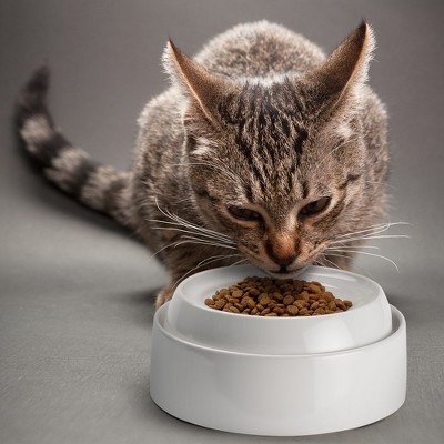 Marshmallow White Stainless Steel Shallow Cat Food Bowls Set
