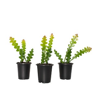 3pc Zig Zag Cactus - National Plant Network: Easy Care, Fishbone Philodendron, 4" Nursery Pot - 1 of 3