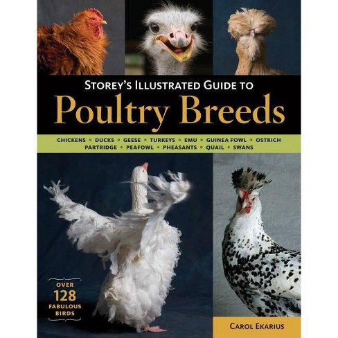 Storey's Illustrated Guide to Poultry Breeds - by  Carol Ekarius (Paperback) - image 1 of 1