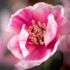 Sullivans Artificial 40" Faux Pink Magnolia Stem - 2 of 4
